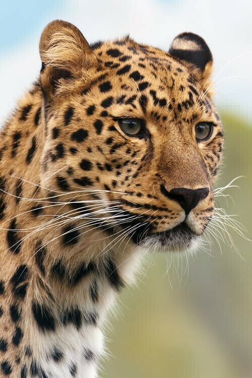 cheetah-leopard-animal-big-87403