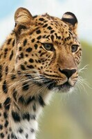 cheetah-leopard-animal-big-87403