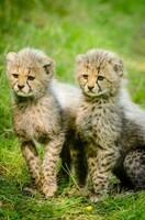 cheetahs-cubs-two-together-162318