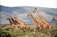 giraffe-wild-wildlife-nature-38534