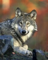 nature-animal-wolf-wilderness