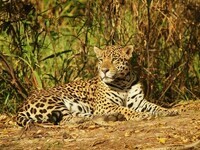 faune-amazonie-jaguar-3-adobe-1024x768