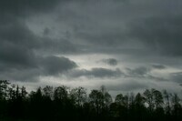 grey-sky-above-the-trees