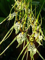 Orchidée araignée1