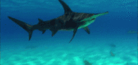 Requin marteau