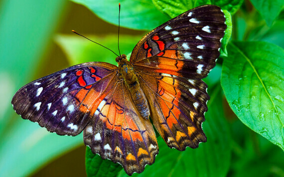 Beautiful-Butterflies445