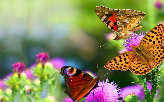 Beautiful-Butterflies-On-Flowers-picspaper-com