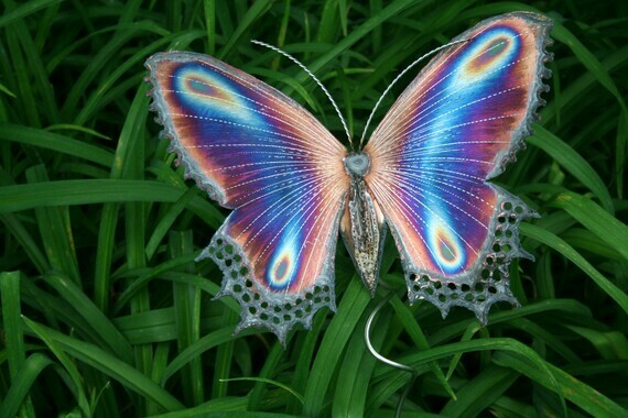 beautiful-butterfly-6