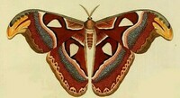 Papillon Atlas