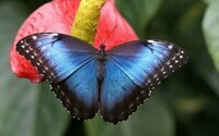 papillon-morpho-bleu