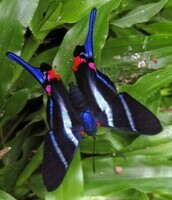 photos-de-papillons-papillon-ouge-et-noir