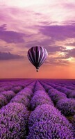 belle-fleur-blanche-et-fleur-violette-bicoleur-cool-idée-fleurs-à-offrir-balon-dans-le-ciel-coucher-