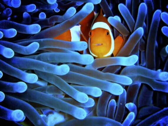 photo-recif-corallien-voie-disparition-3