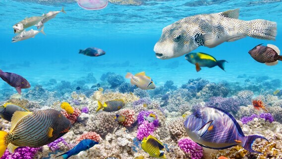 Tropical-fishes-underwater-coral-reef-ocean_3840x2160