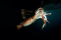 humboldt-squid-Baja-California-1