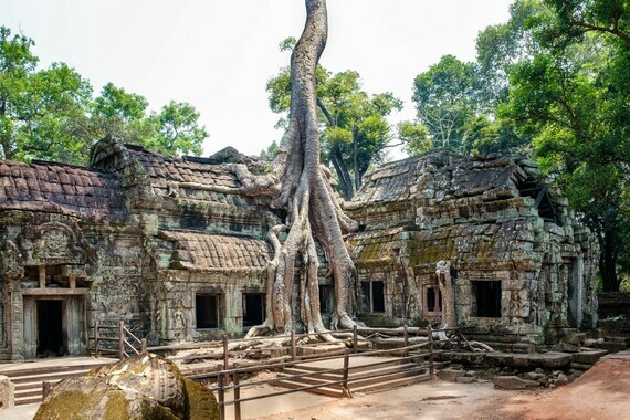 Le Temple Ta-Prohm_Cambodge