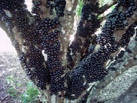 Arbre de Jabuticaba et ses fruits