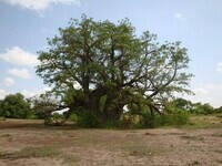 Baobab sagol