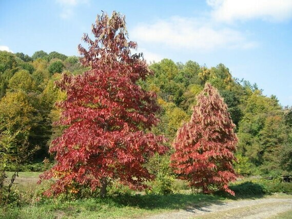 Oxydendron