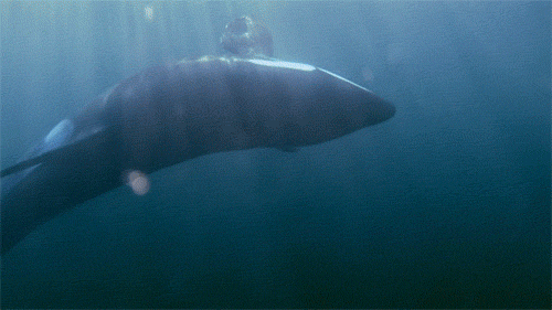 orca-killer-whale-animated-gif-19