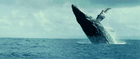 whale-gif-1