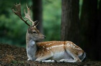 the-living-forest-477-fallow-deer-8f793cc9-eb9b-48cb-af44-800cfc269582