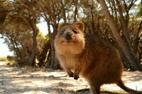 180382-animals-Australia-quokka