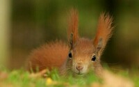 240024-animals-wildlife-squirrels