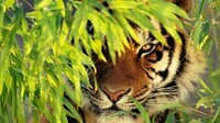 58941-nature-animals-tigers