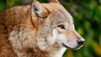 328911-predator-animals-wild-animals-wolves