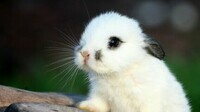 cute_bunny-animal_desktop_wallpaper_1920x1080