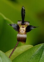Bulbophyllum sp_Nouvelle-Guinée