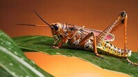 beautiful-colored-locust-insect-on-a-green-leaf-1920x1080