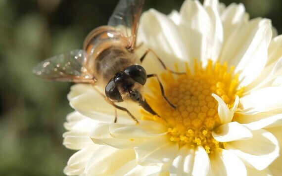 8bbc1d0202_107726_pollinisation-abeille-fleur