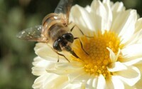 8bbc1d0202_107726_pollinisation-abeille-fleur