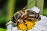 abeilles-7