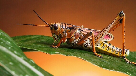 beautiful-colored-locust-insect-on-a-green-leaf-1920x1080