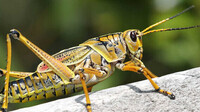 inventinsect-grasshopper-ryanward1200x900