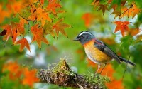 Bird-in-autumn-maple-leaves-twigs_2560x1600