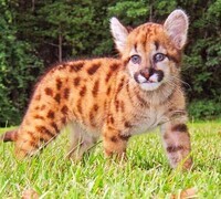 puma-cubs-spotted-marks-fur