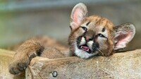 Bébé-Puma-scaled