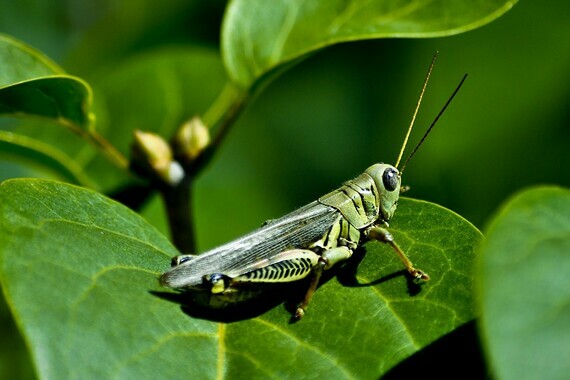 561997-grasshopper-insect