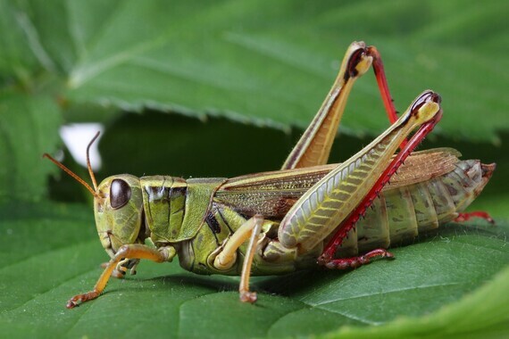 562020-grasshopper-insect
