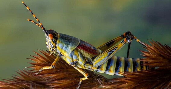 Grasshopper-on-stem