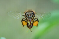 How-to-Photograph-Bees-16