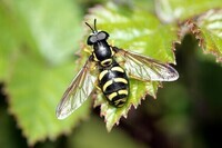 insects-hoverfly-1248234