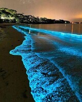 Vaadhoo_Maldives_Bioluminescence