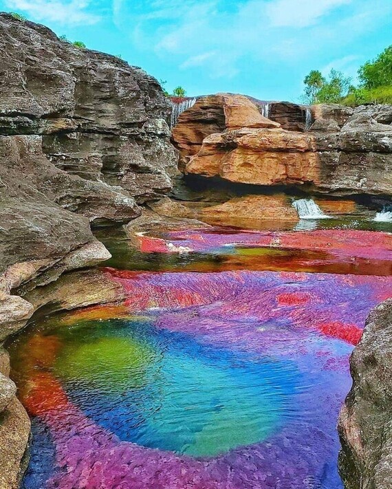 Cano Cristales_Colombie