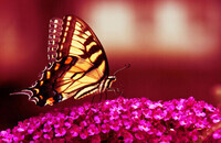 butterfly_cross_processing_by_shadowtutorials_by_zarodas_d7e2ejf-fullview