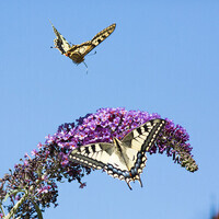 Papillons sur Buddleia